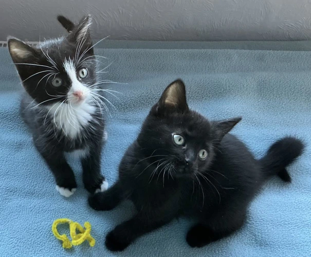 Olive Kits Becky and Bertie