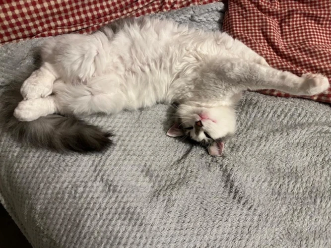 Snowball