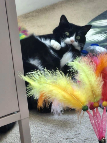 Sylvester