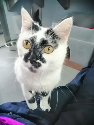 Mia