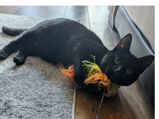 Elsie
