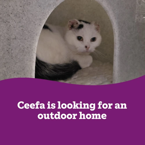 Ceefa OC