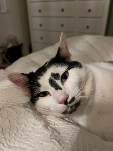 Luca