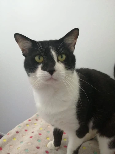 Tom