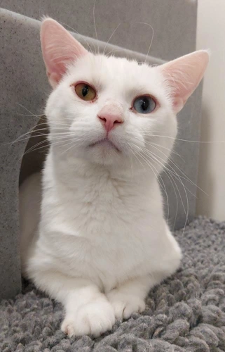 Coco 4 Year Old Female
