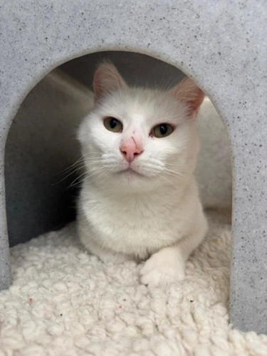 Snowball