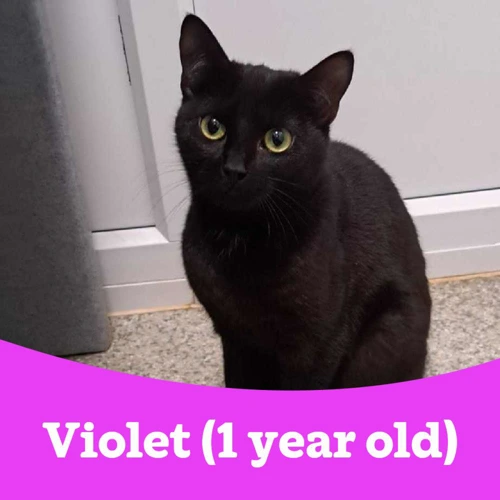 Violet