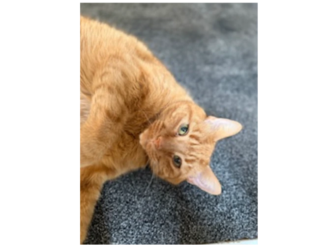 Ginge