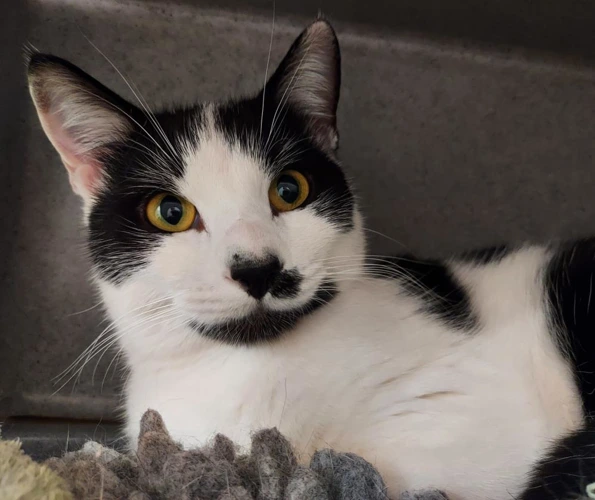 Newton 1 Year Old Male