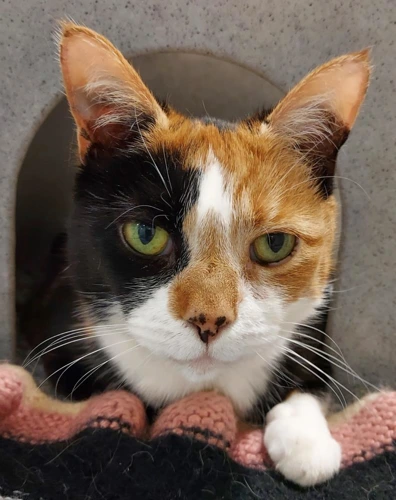Flossy and Dinky  14 Year Old Females