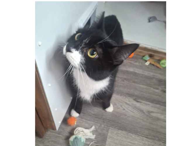 Oreo