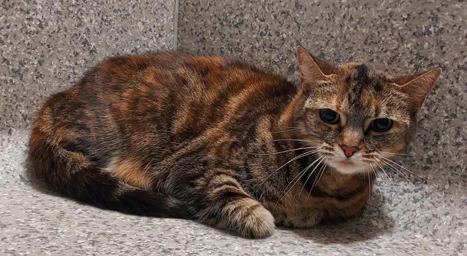 Sheba with Candy 11 Year Old Females