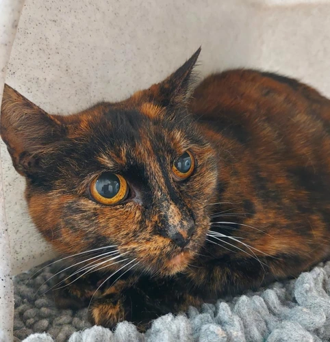 Candy with Sheba 11 Year Old Females
