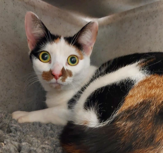 Betsy 1 Year Old Female