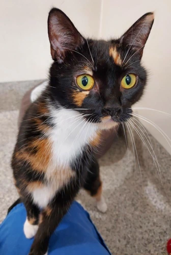 Paloma 1 Year Old Female