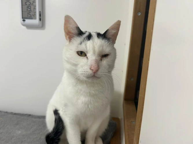 Tom