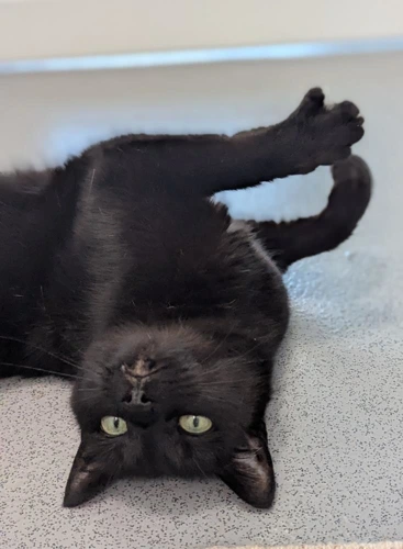 Bella
