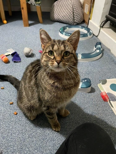 Misha