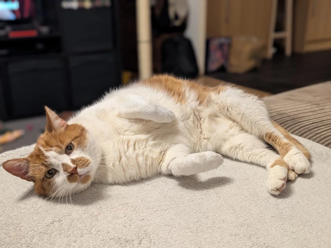 Frankie