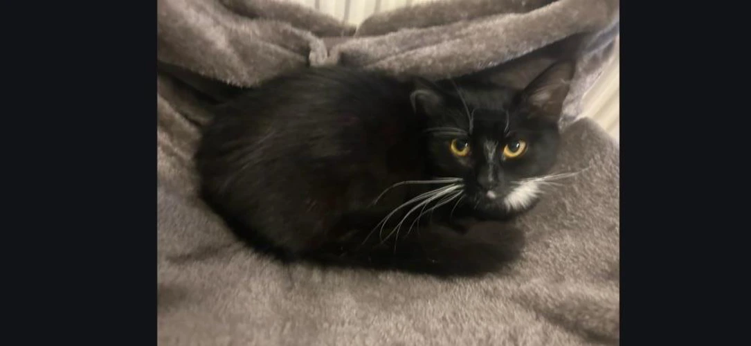 Nala