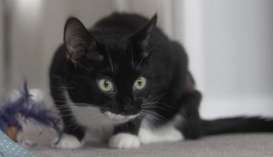 ELLA