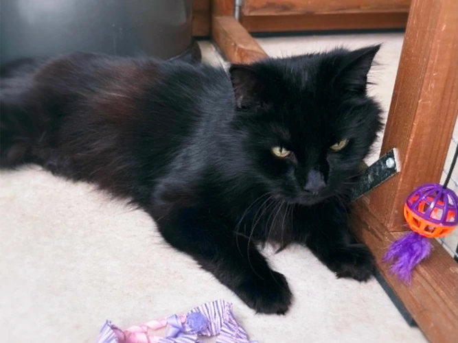 Sooty