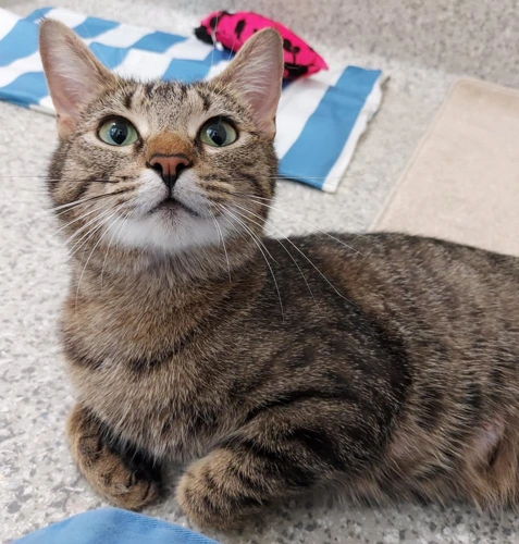 Strudel 2 Year Old Female