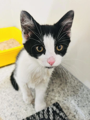Kittens