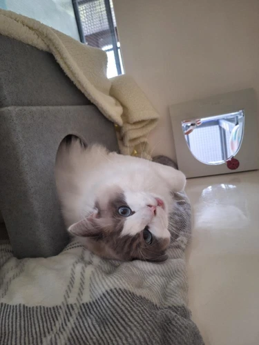 Pasha
