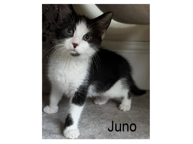 JUNO