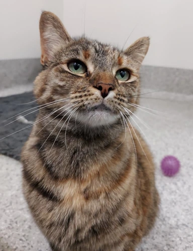 .Pebbles 6y female