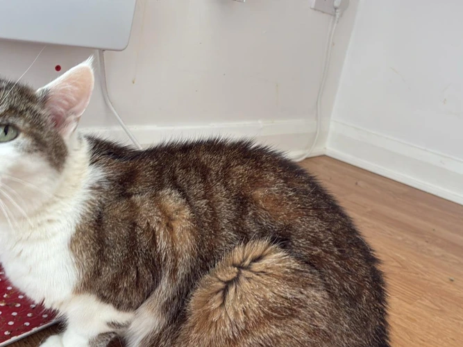 Caspar