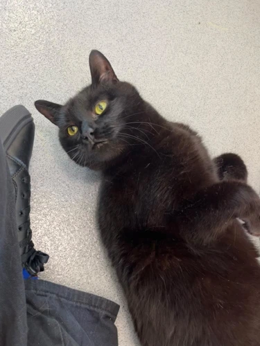 Salem