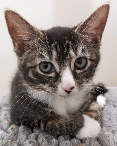 Kailani 9 Week Old Female