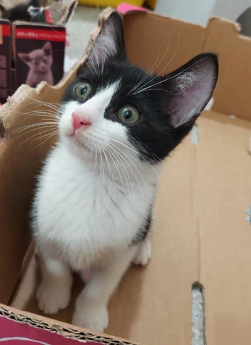Carling 8 Week Old Male