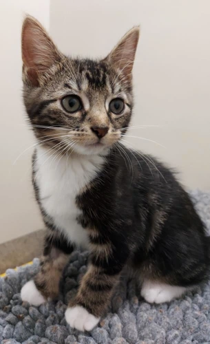 Kai 9 Week Old Male