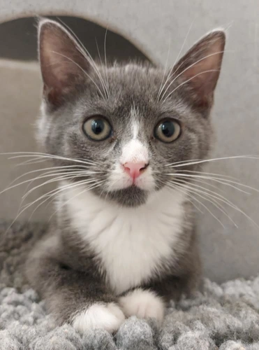 Moana 9 Week Old Female