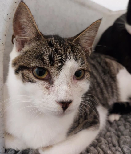 Lilypad 6 Month Old Female