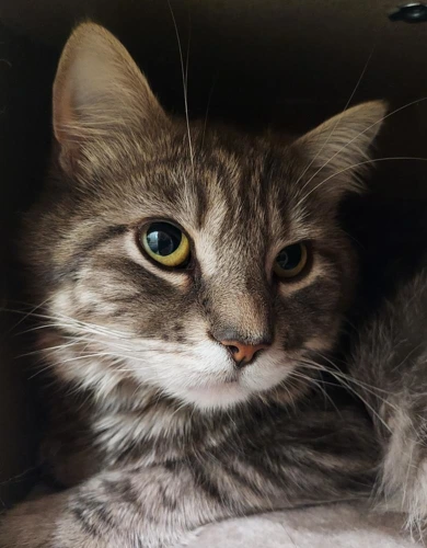 Zaki 2 Year Old Male