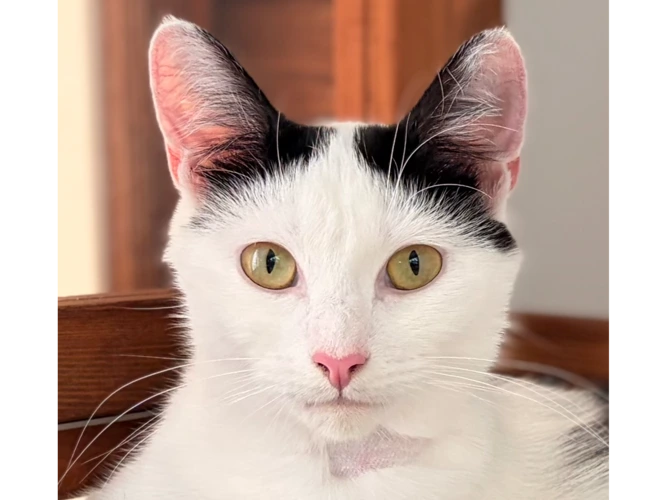 Coco