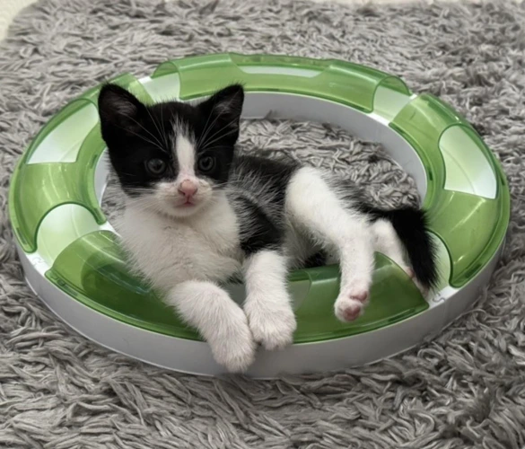 Orloff 9 Week Old Male