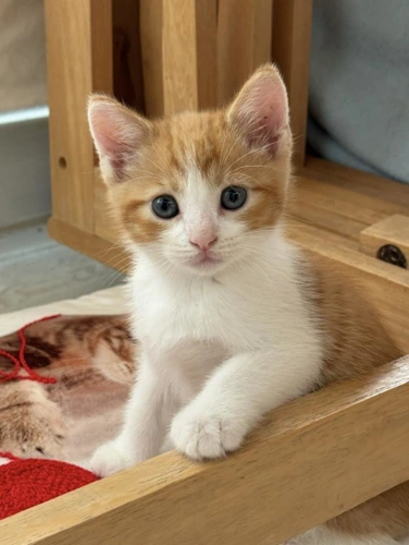 Rhodes 9 Week Old Male