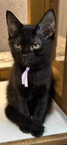 Rosie