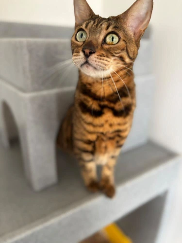 Freya