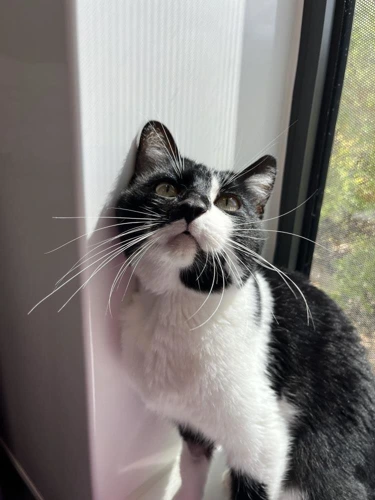 Merlin