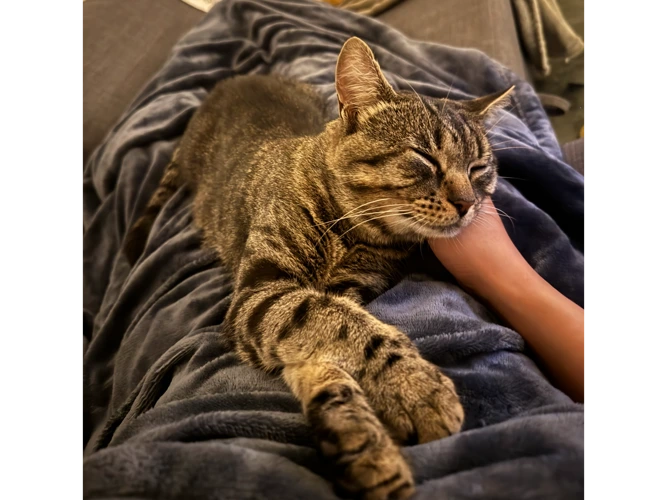 Buddy