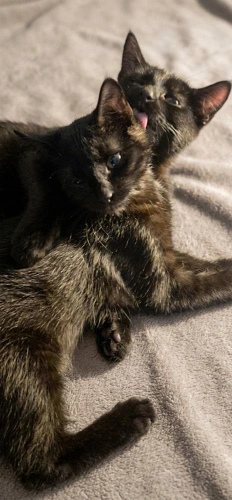 Ralphie