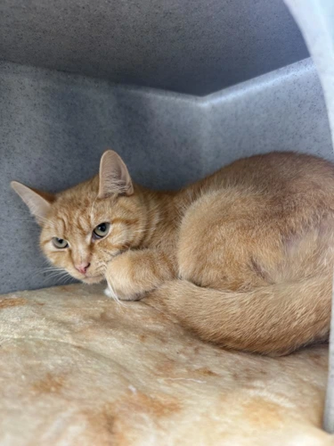 Marmaduke