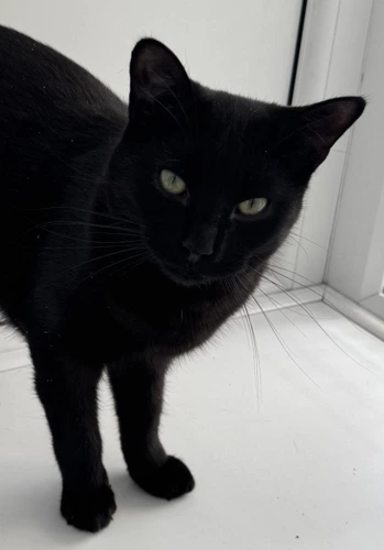 Silas
