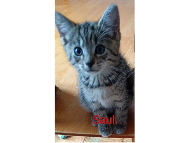 SAUL